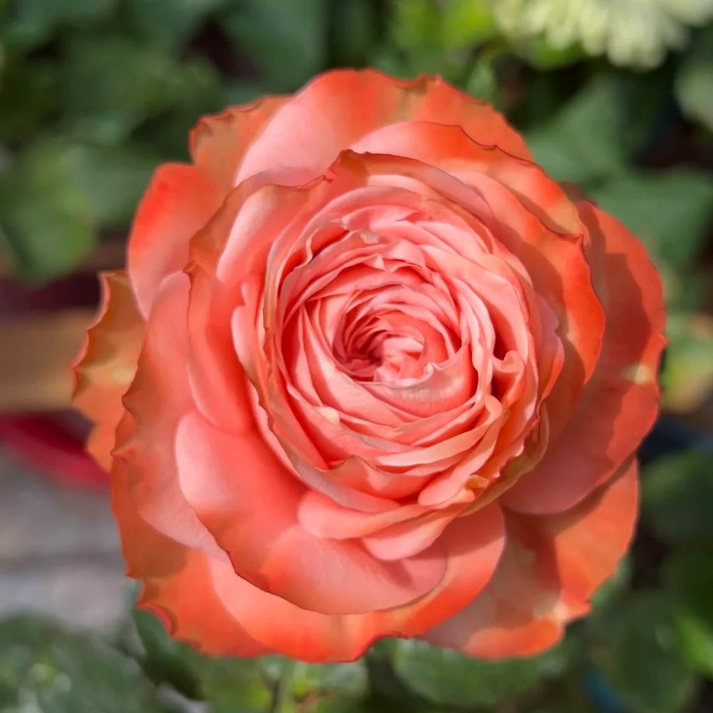Kahala Rose-卡哈拉 | Ecuador Cut Roses – Ergongzy Roses