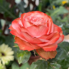 Kahala Rose