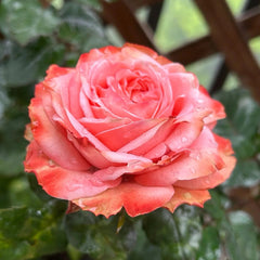 Kahala Rose