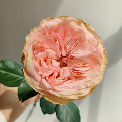 Kahala Rose