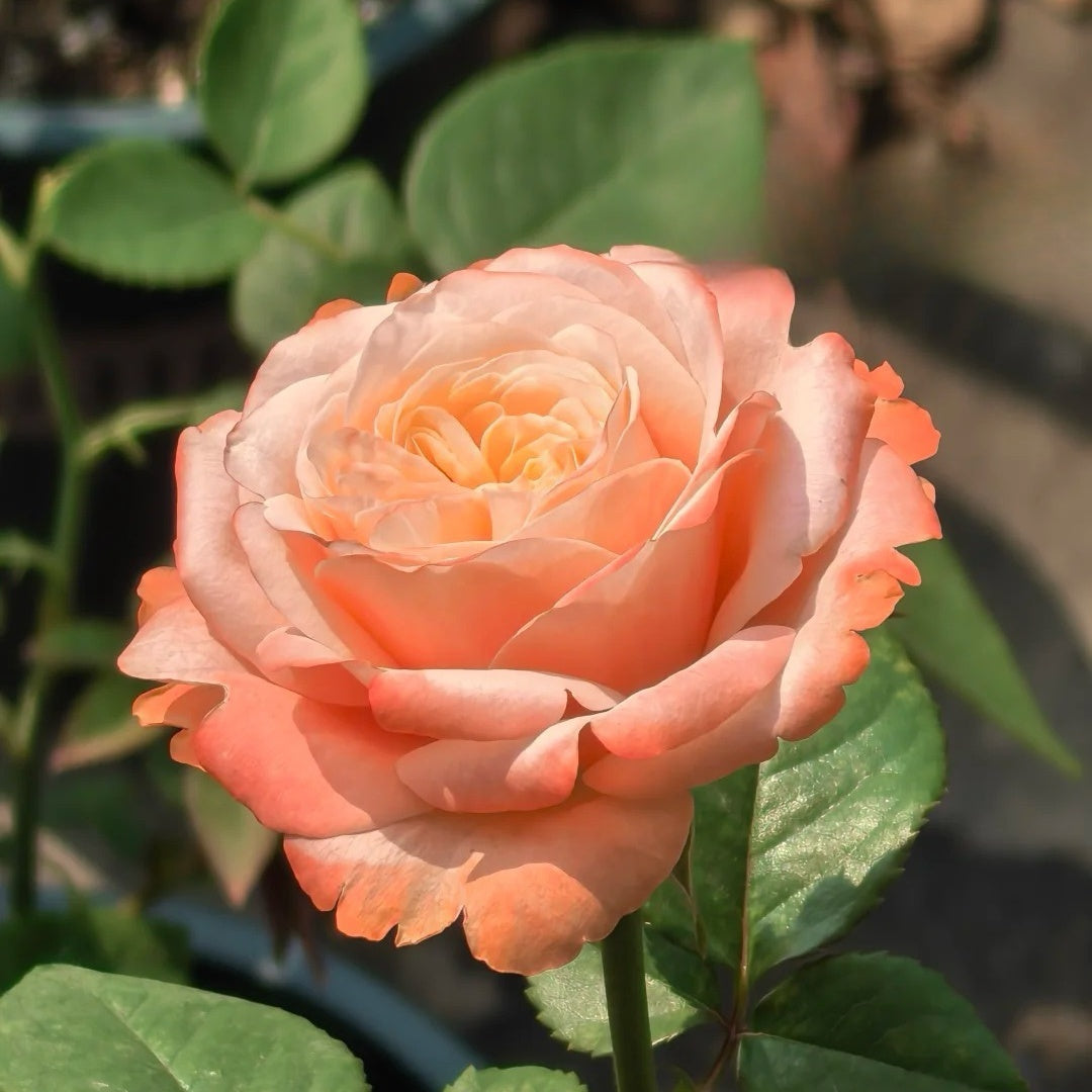 Kahala Rose
