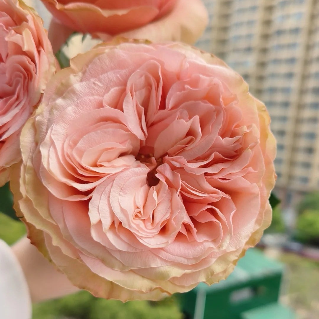 Kahala Rose