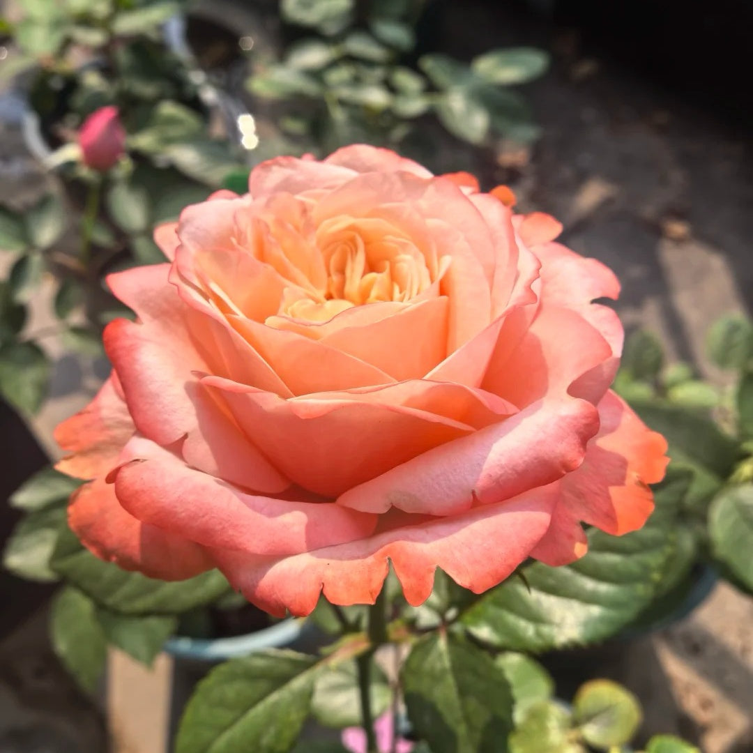 Kahala Rose