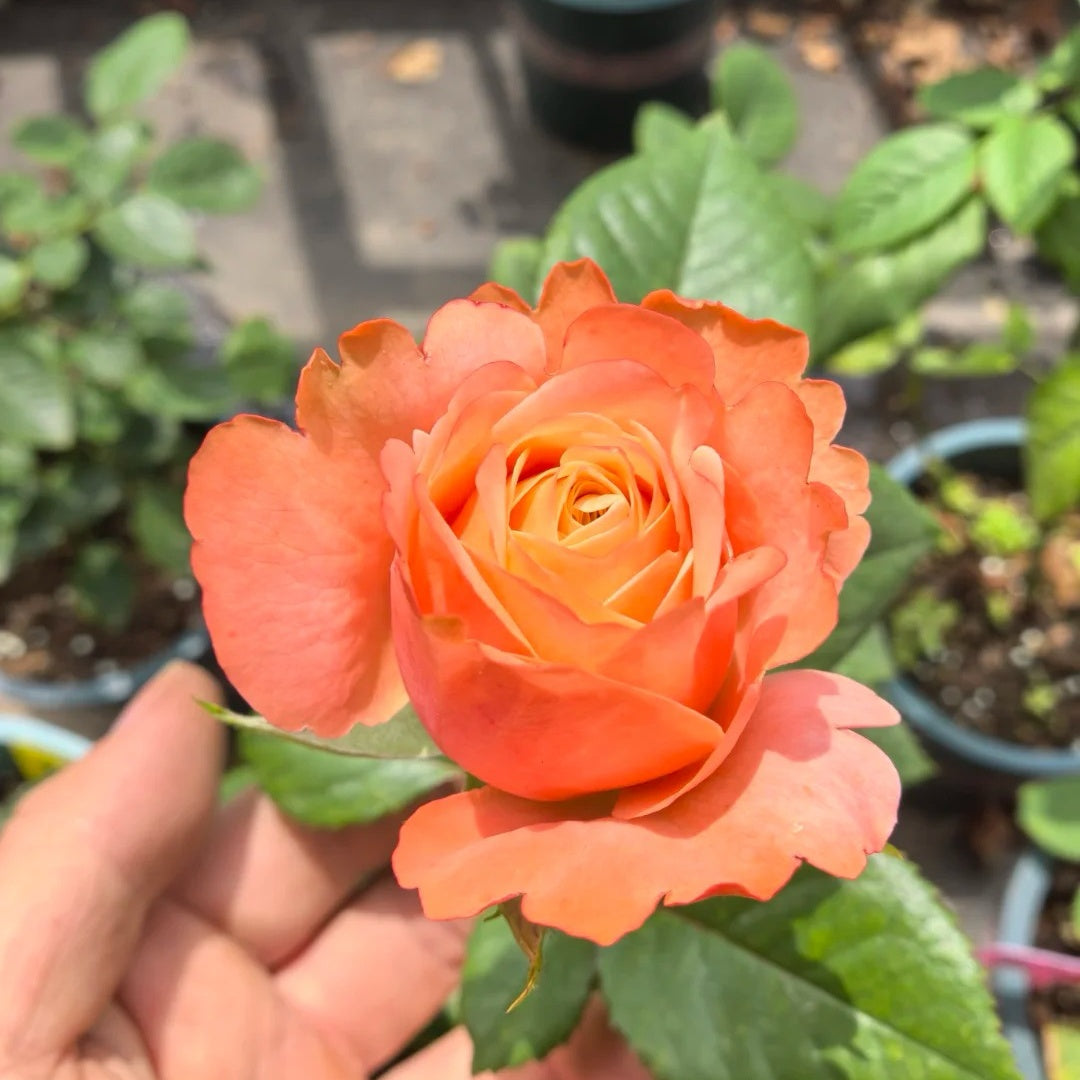 Kahala Rose