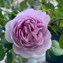 Karen Rose