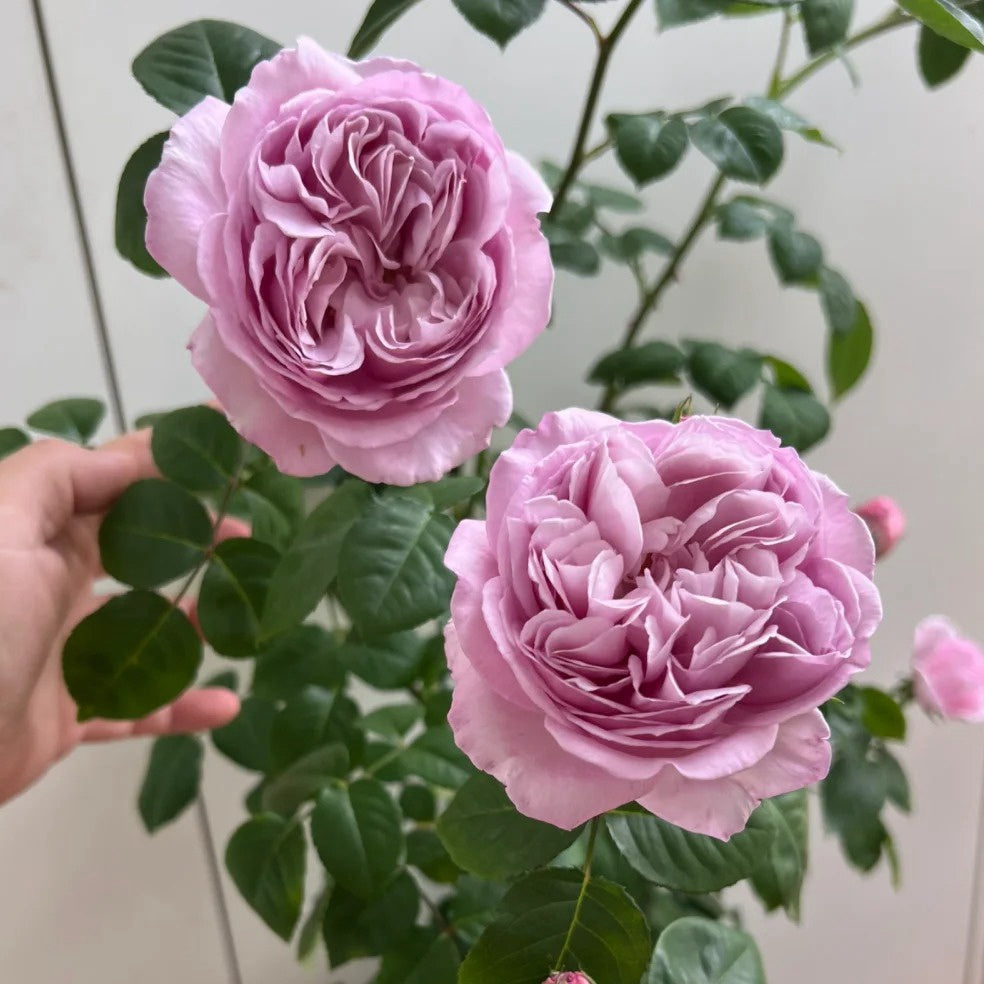 Karen Rose