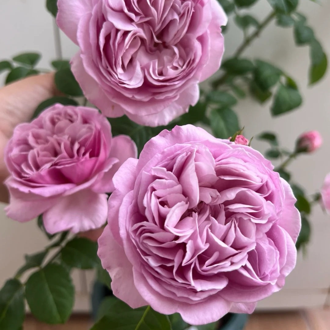 Karen Rose