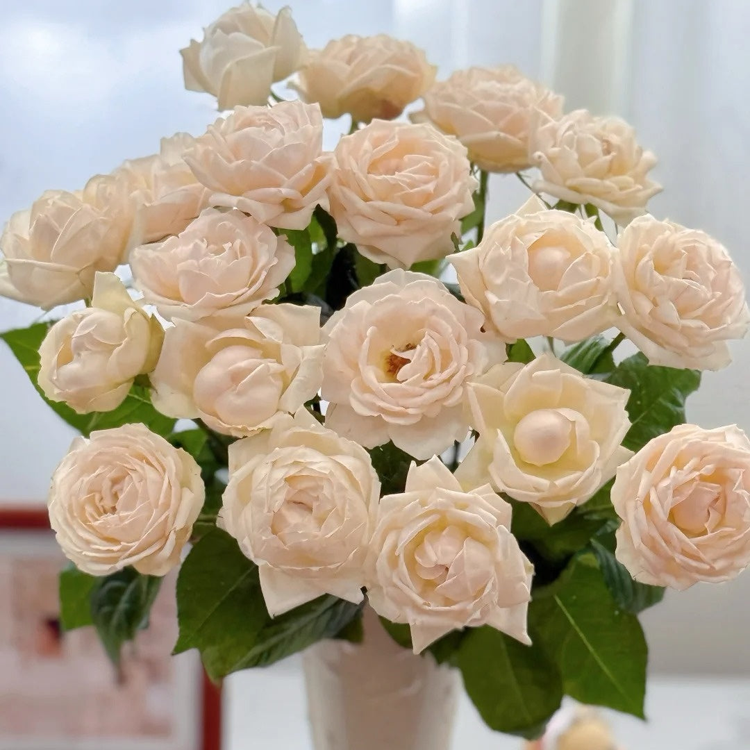 Kashou Rose