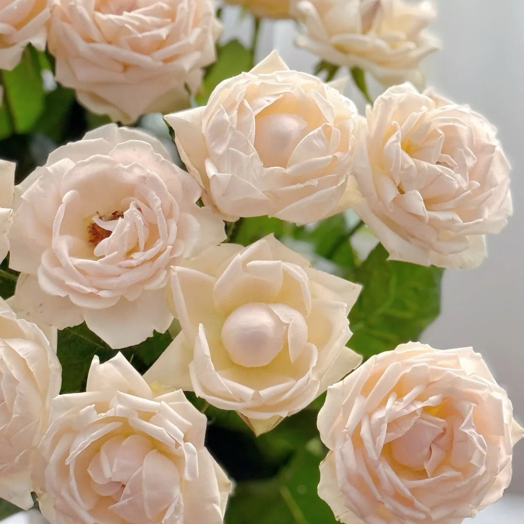 Kashou Rose