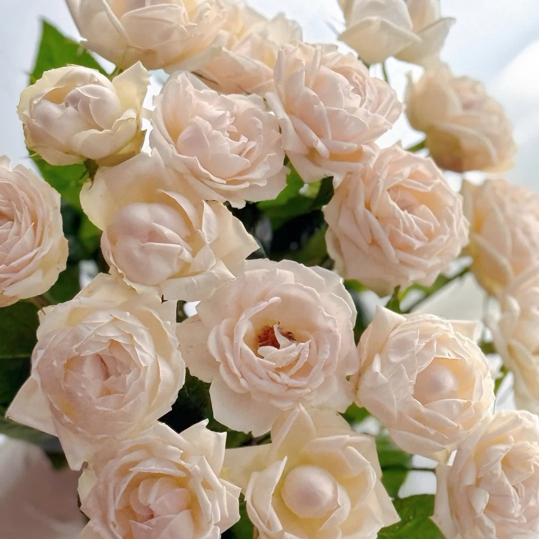 Kashou Rose