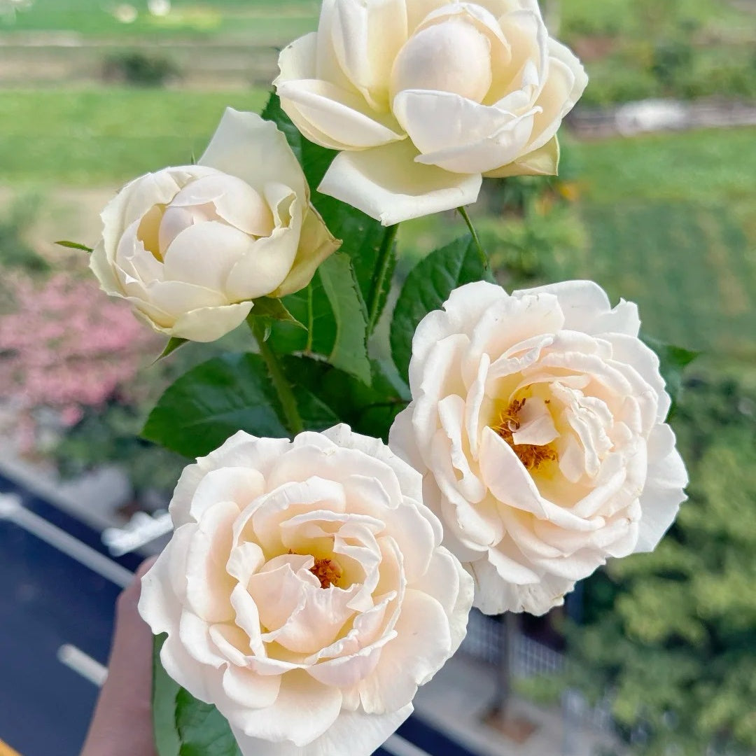 Kashou Rose