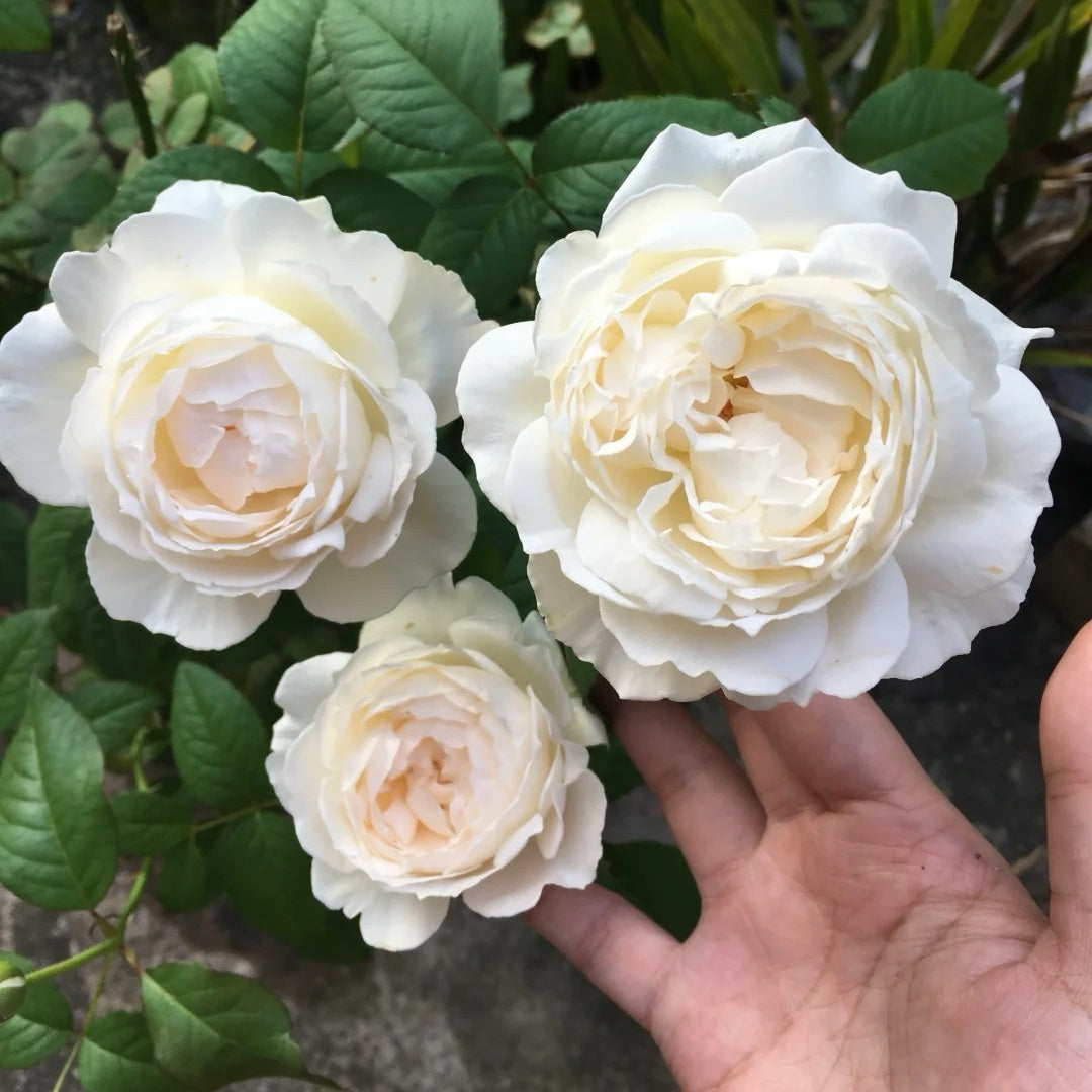 Kashou Rose