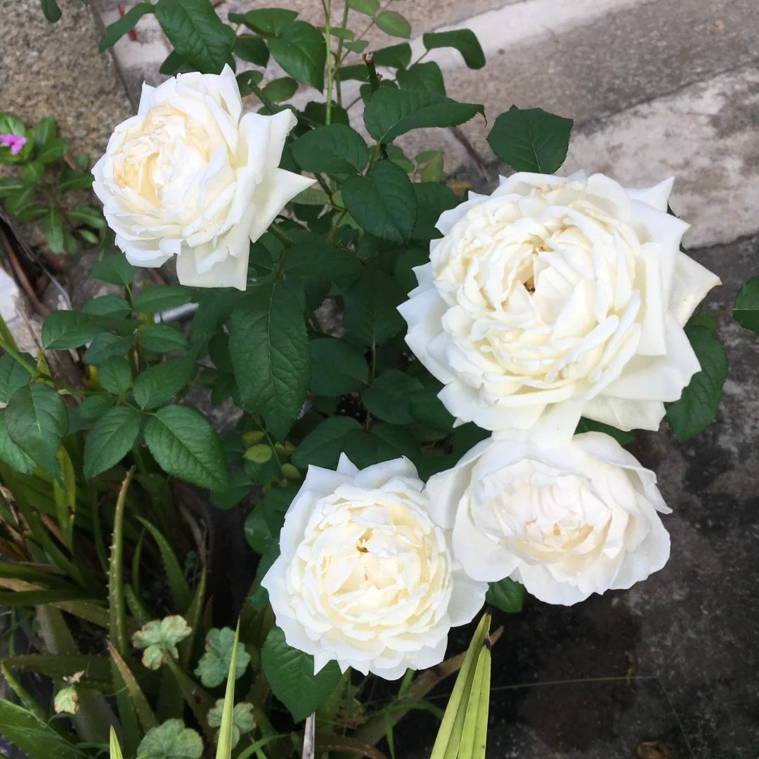 Kashou Rose
