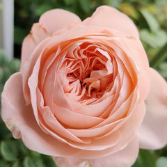 Katherine Rose