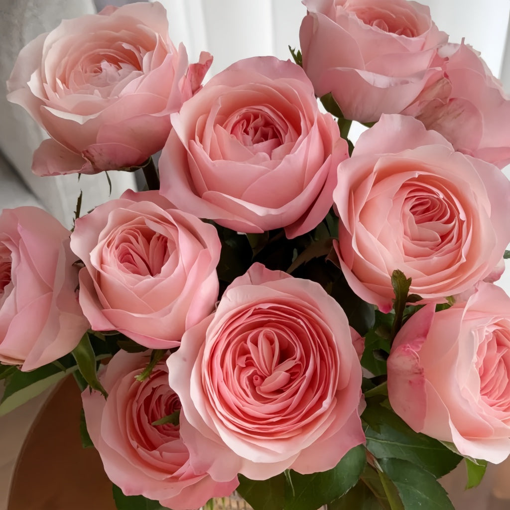 Katherine Rose-凯瑟琳｜Netherlands Cut Rose