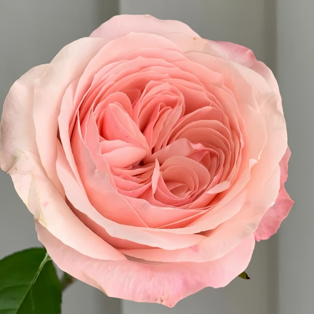 Katherine Rose-凯瑟琳｜Netherlands Cut Rose