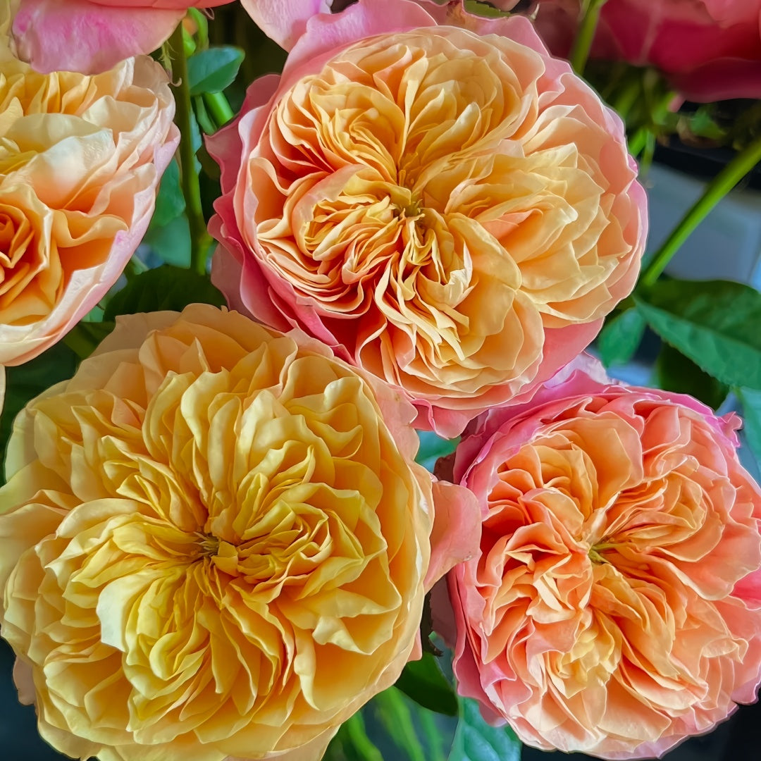 Kensington Garden Rose