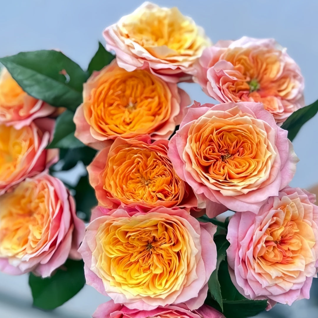 Kensington Garden Rose