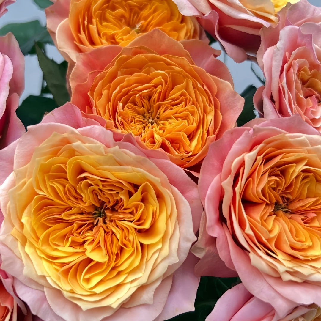 Kensington Garden Rose