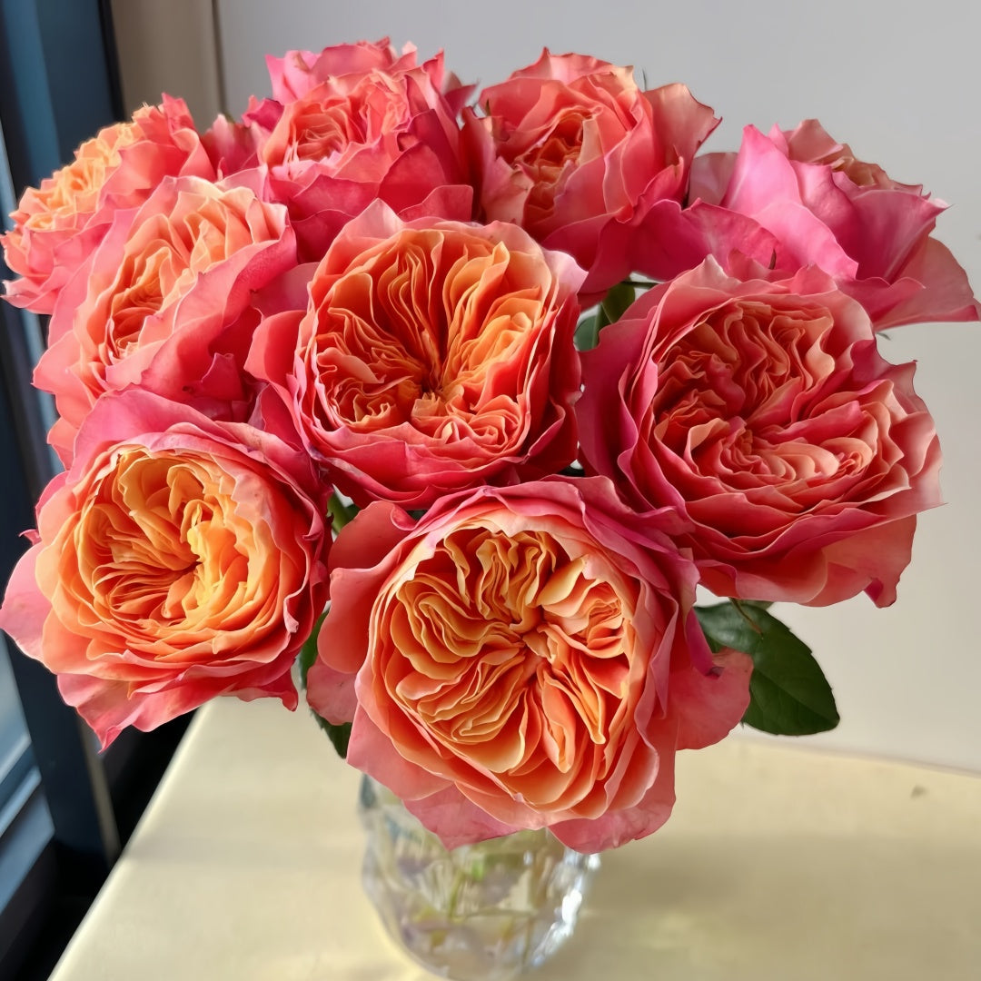 Kensington Garden Rose