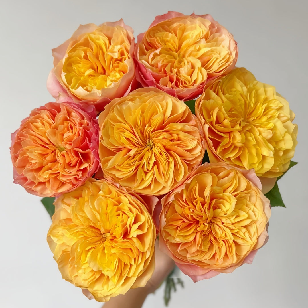 Kensington Garden Rose