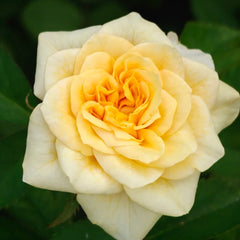 King's Cross Rose