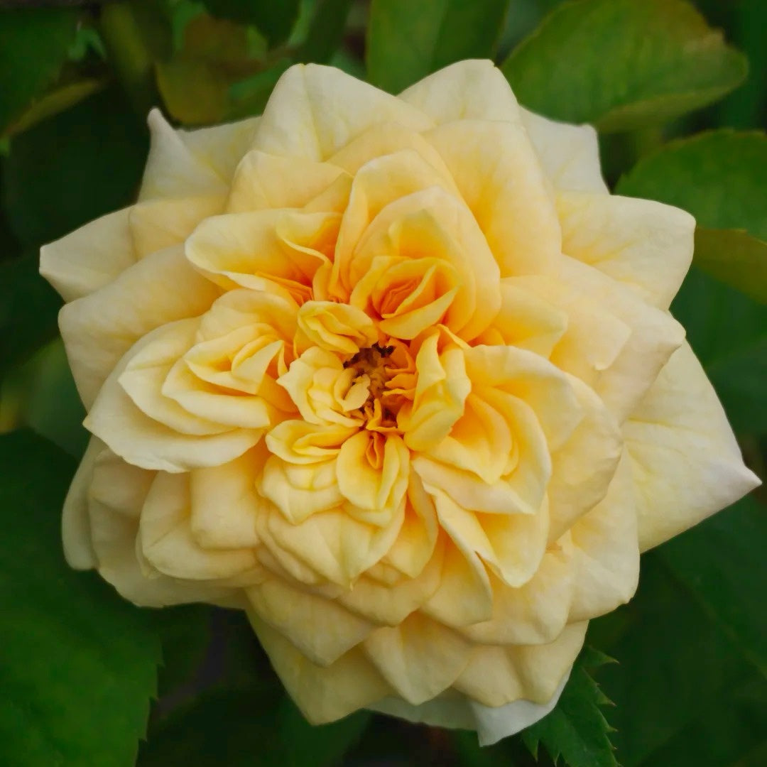 King's Cross Rose