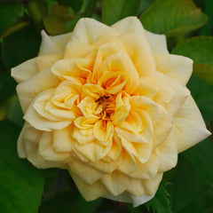 King's Cross Rose