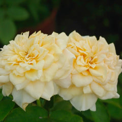 King's Cross Rose
