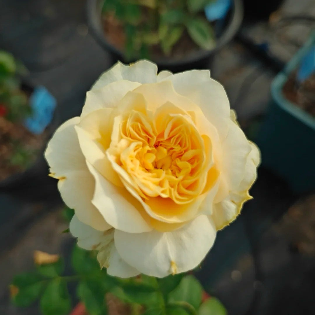 King's Cross Rose