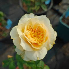 King's Cross Rose