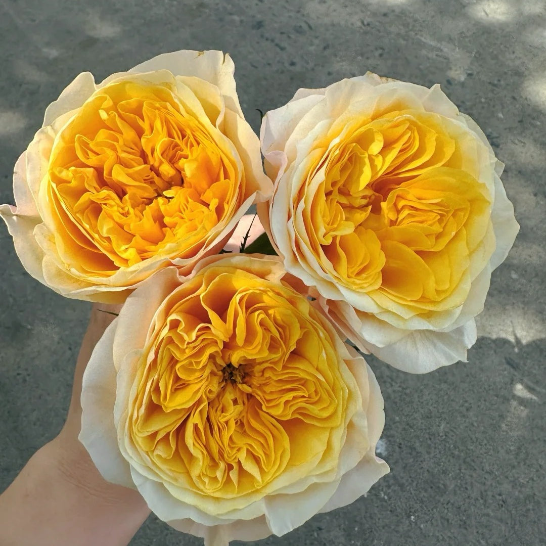 King's Cross Rose