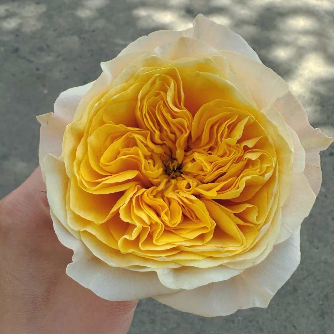 King's Cross Rose