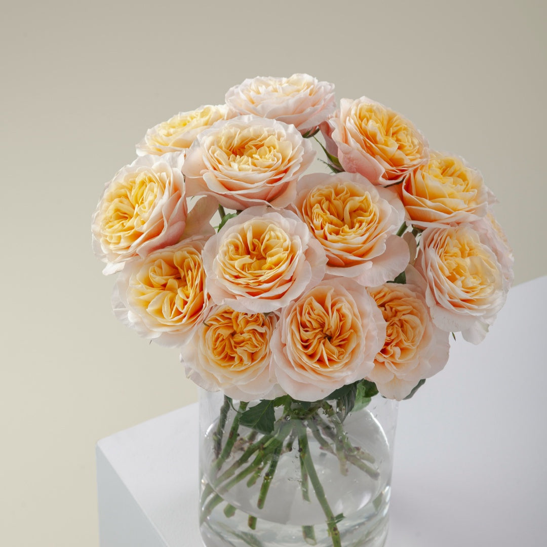King's Cross Rose