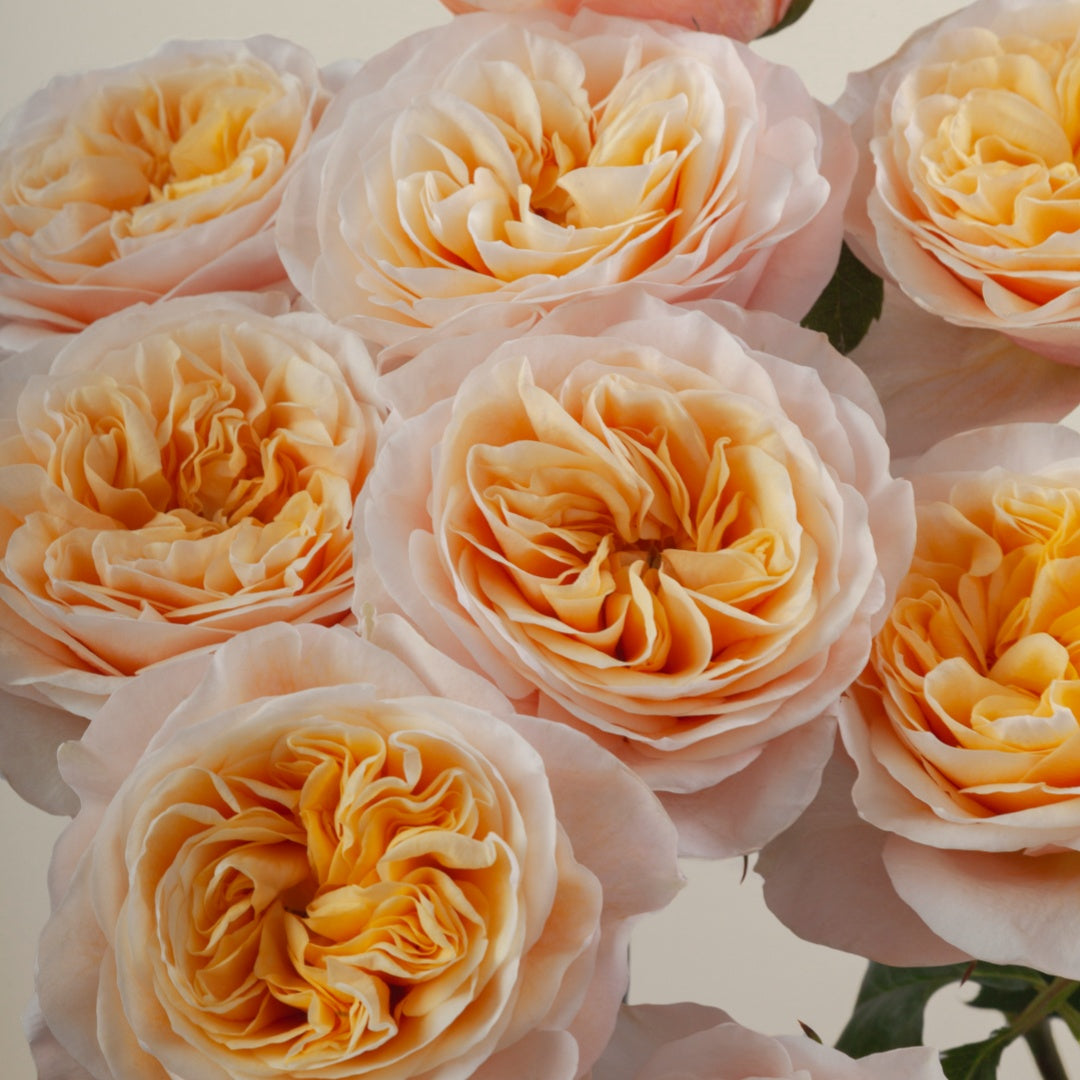King's Cross Rose