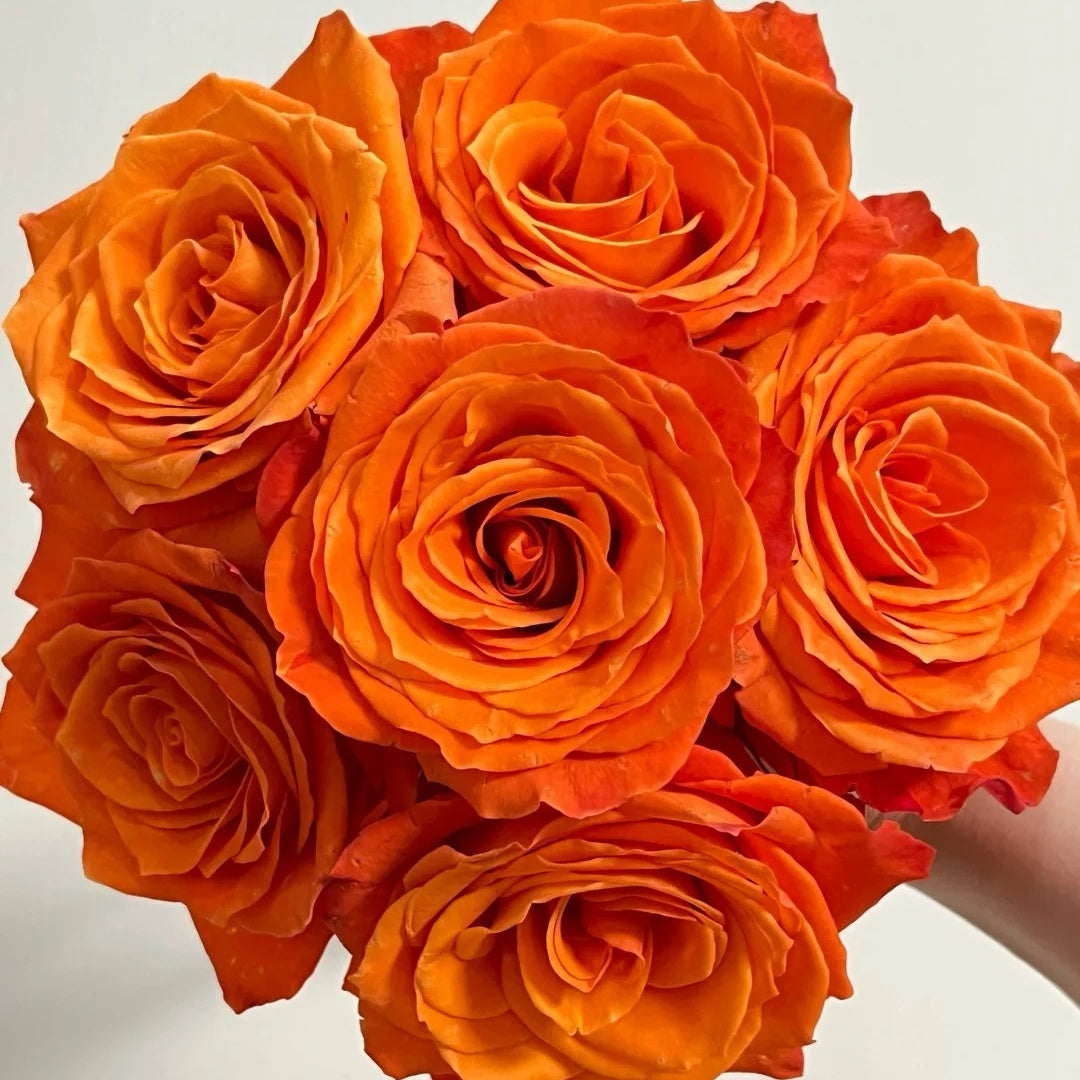 Kings Day Rose