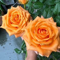 Kings Day Rose
