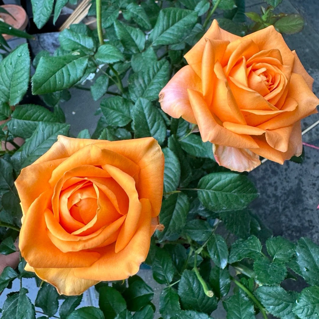 Kings Day Rose