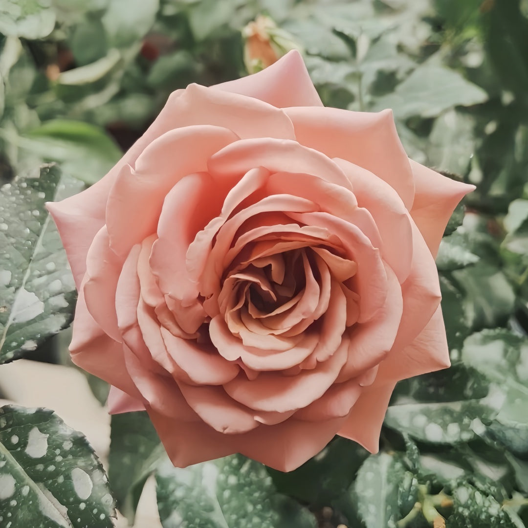 Koko Loco Rose