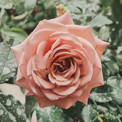 Koko Loco Rose