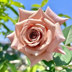 Koko Loco Rose