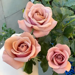 Koko Loco Rose