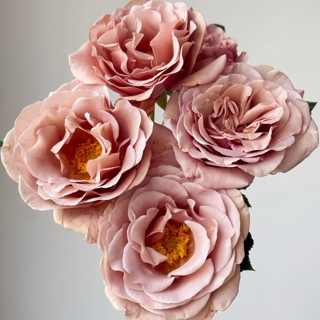Koko Loco Rose
