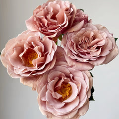 Koko Loco Rose