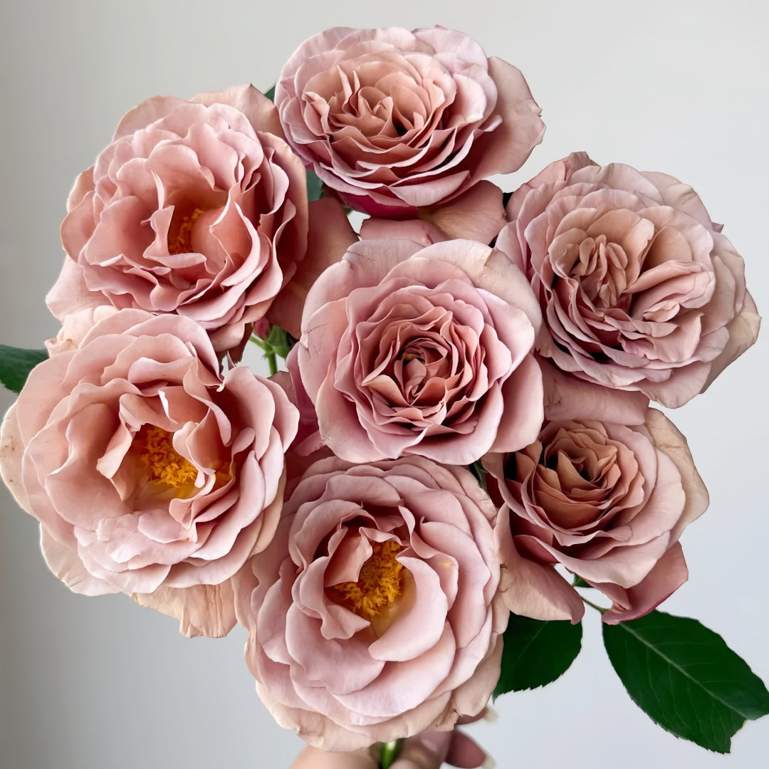 Koko Loco Rose