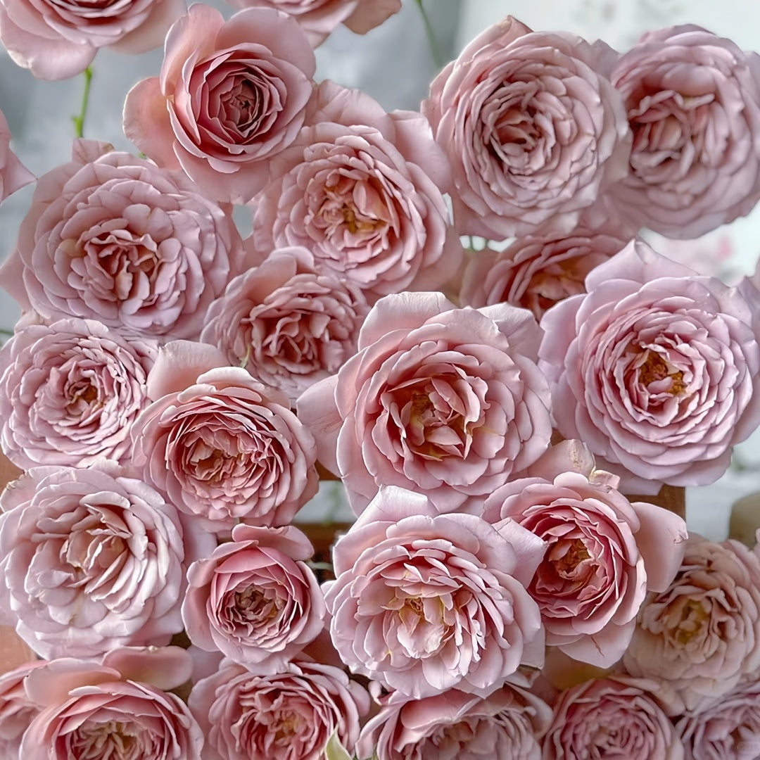 Koko Loco Rose