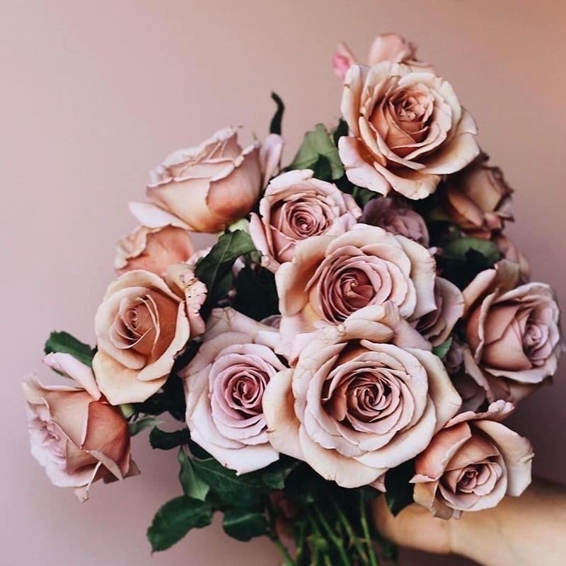 Koko Loco Rose