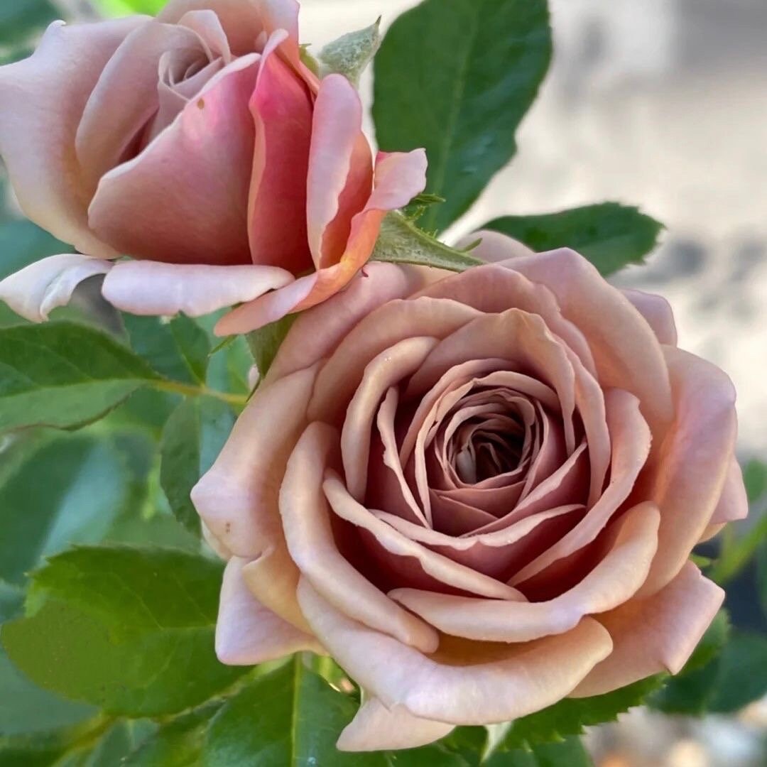 Koko Loco Rose