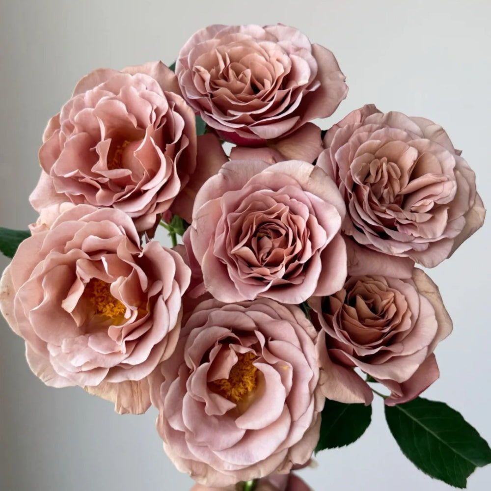 Koko Loco Rose-可可洛可｜USA Shrub Rose
