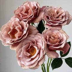 Koko Loco Rose-可可洛可｜USA Shrub Rose